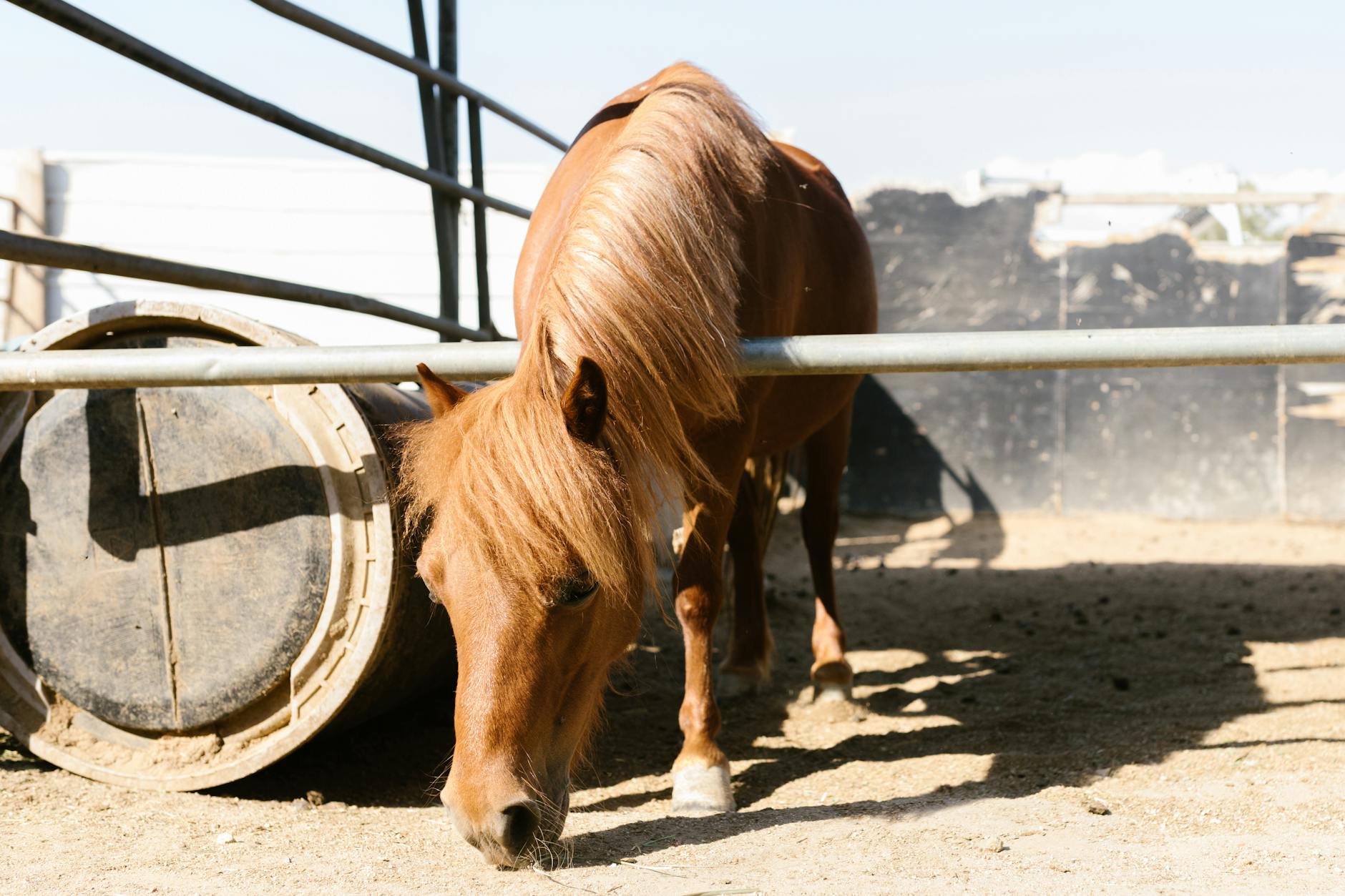 Brązowy koń z długą grzywą pasie się na słonecznym podwórzu stajni