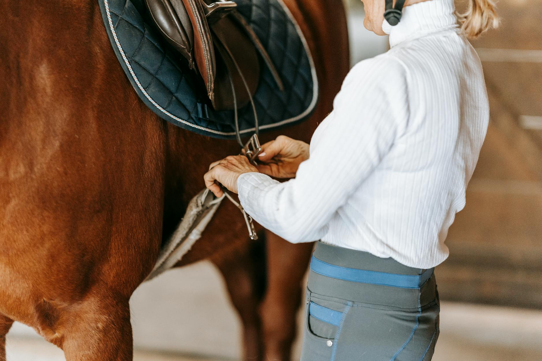 Kobieta jeździec dopasowuje siodło i popręg na koniu w stajni