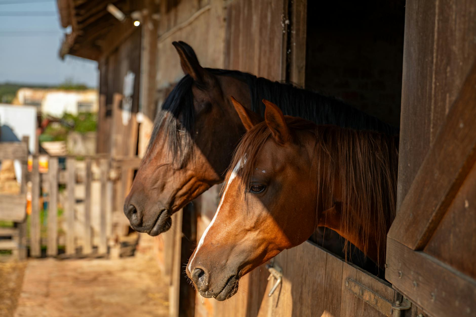 Dwa konie wyglądające z drewnianej stajni w słoneczny dzień