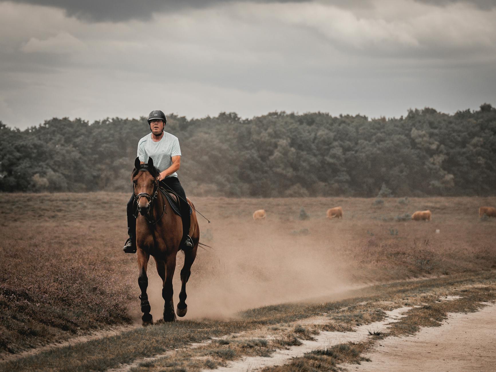 Jeździec na gniadym koniu jedzie polną ścieżką obok pasących się krów