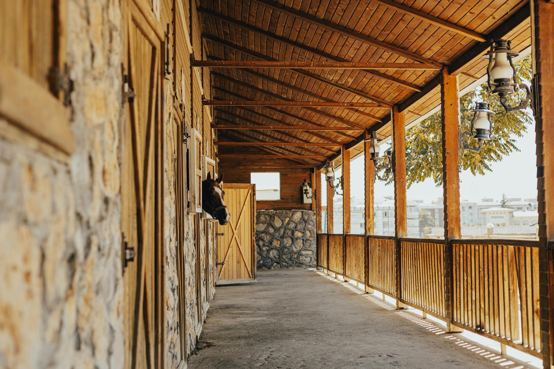 Koń wyglądający z drewnianej stajni w słonecznym korytarzu